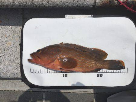 アコウですよね？